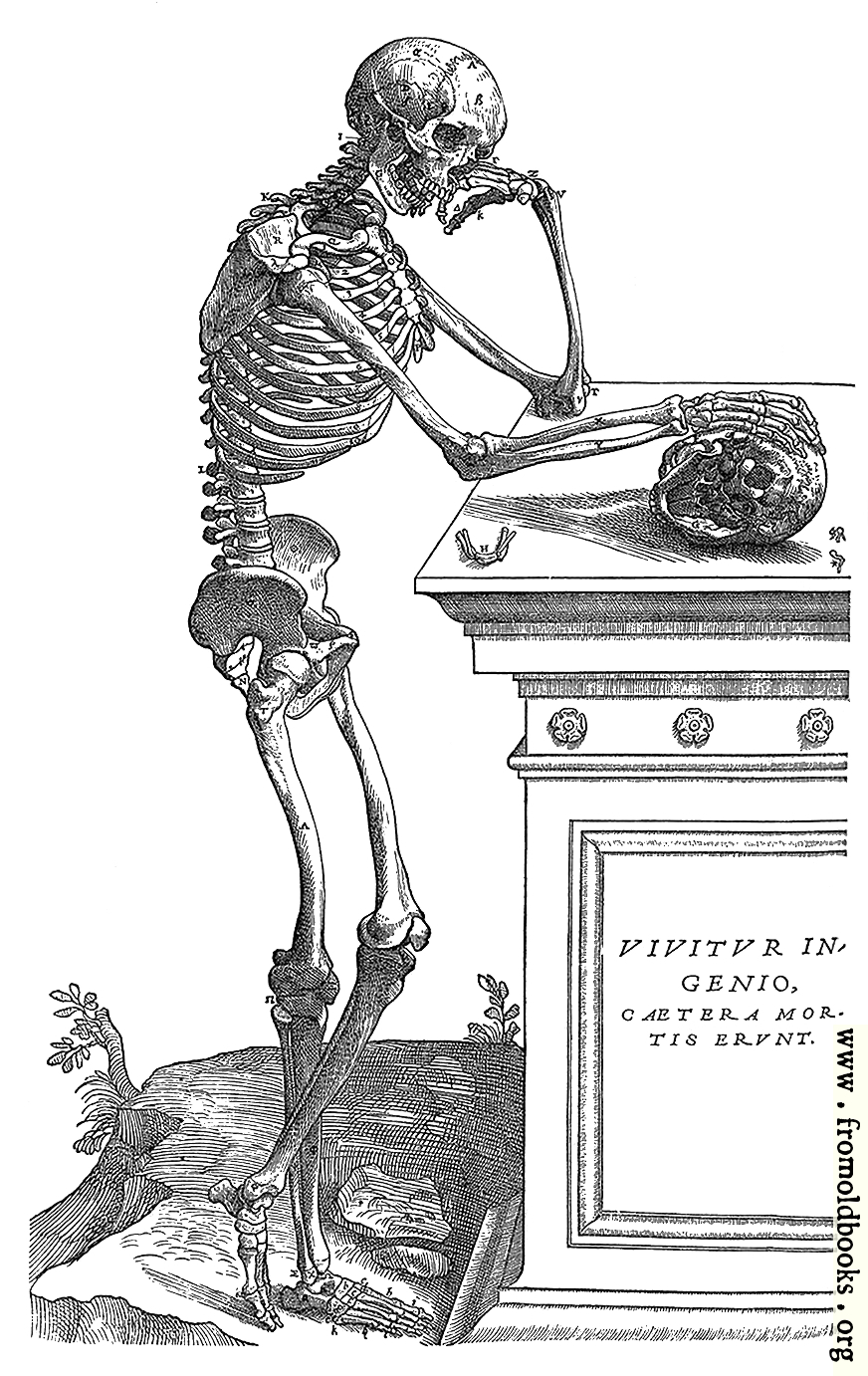 [Picture: 164. Skeleton with Skull]