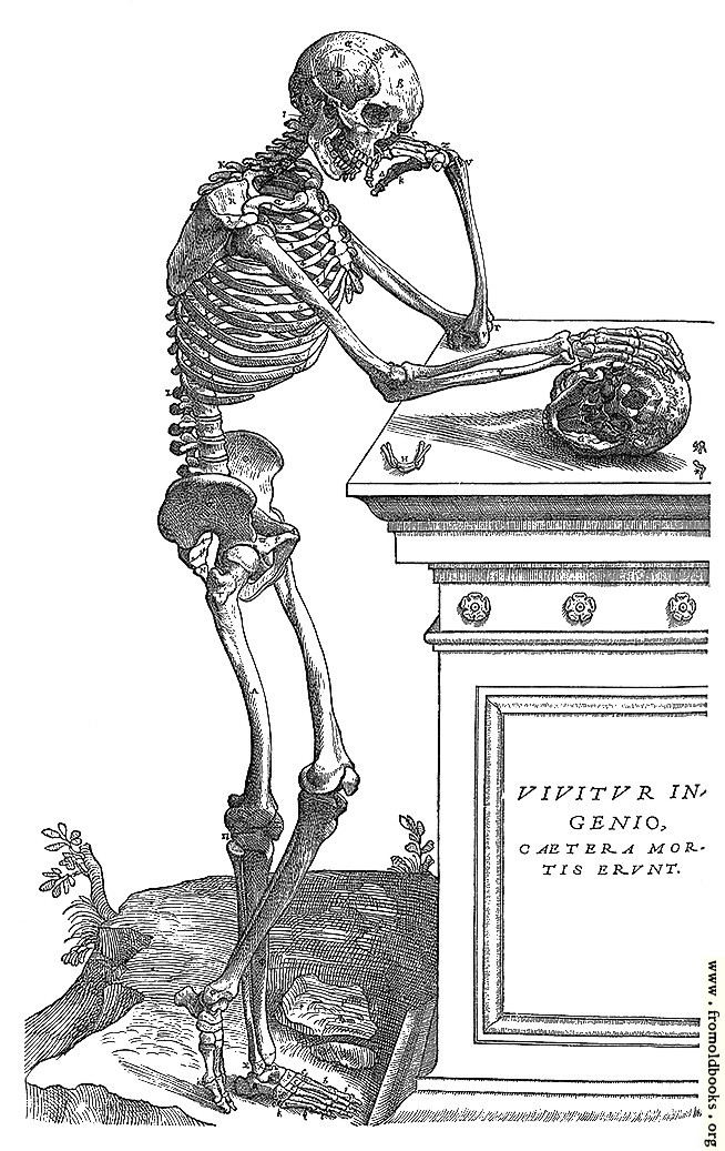 [Picture: 164. Skeleton with Skull]