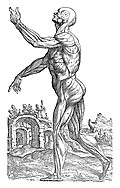 [Picture: 174. Muscle Men, Table II]
