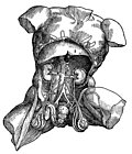 [Picture: 372. Male thorax and abdomen]