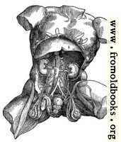 372. Male thorax and abdomen