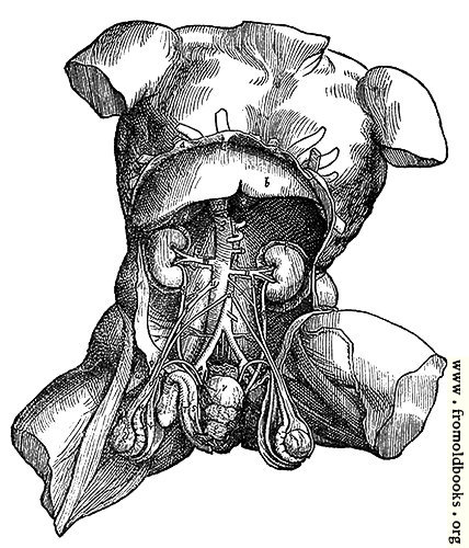 [Picture: 372. Male thorax and abdomen]