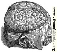 606. The quivering brain.