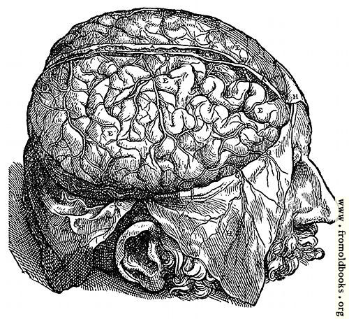 [Picture: 606. The quivering brain.]