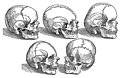 18. Five Skulls