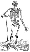 163. Skeleton with Shovel