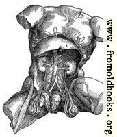 [picture: 372. Male thorax and abdomen]