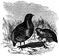 [Picture: Partridges.]