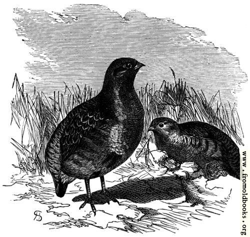 [Picture: Partridges.]