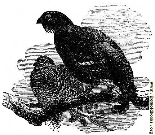 [Picture: The Black Grouse]