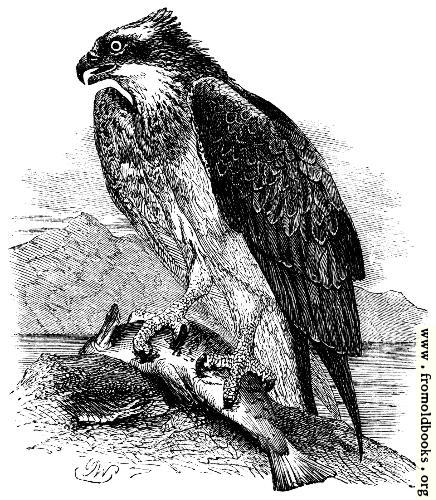 [Picture: The Osprey (Pandion)]