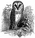 [Picture: The Barn Owl (<i>Strix flammea</i>)]
