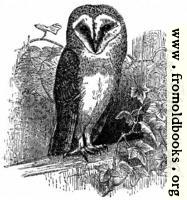 The Barn Owl ( Strix flammea )