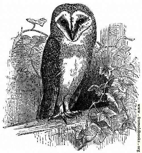 [Picture: The Barn Owl (<i>Strix flammea</i>)]