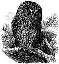 [Picture: The Brown Owl (Syrnium Aluco).]