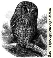 The Brown Owl (Syrnium Aluco).