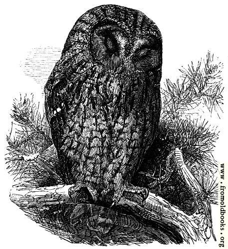 [Picture: The Brown Owl (Syrnium Aluco).]