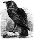 [Picture: The Raven (Corvus Corax)]