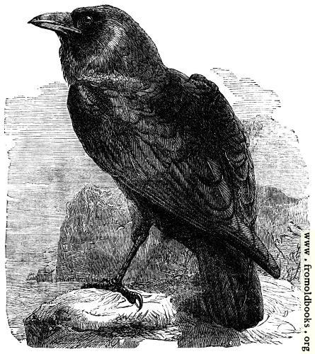 [Picture: The Raven (Corvus Corax)]