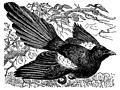 The Magpie