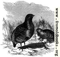 [picture: Partridges.]