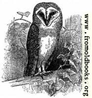 [picture: The Barn Owl]