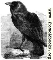 [picture: The Raven (Corvus Corax)]