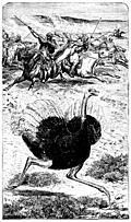 [Picture: Frontispiece: The Ostrich.]
