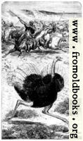 Frontispiece: The Ostrich.