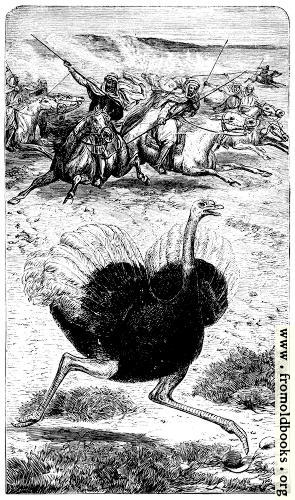 [Picture: Frontispiece: The Ostrich.]