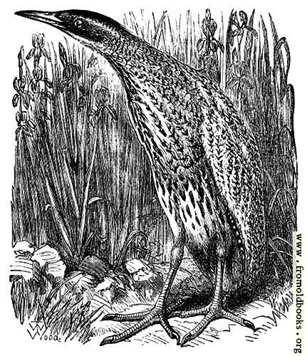 [Picture: The Bittern]