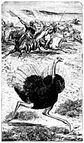 Frontispiece: The Ostrich.