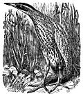 The Bittern